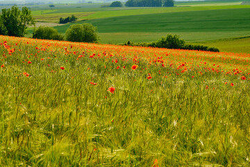 Mohnfelder im Abendlicht