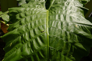 close up detail and texture of taro leaves or daun talas,green textured leaves background,view from the upside