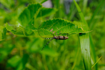 dragonfly on a green leaf