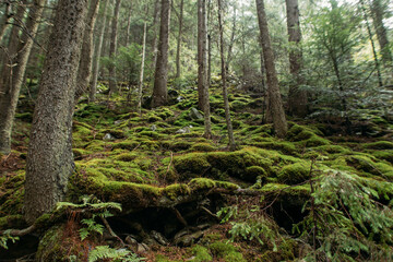 green pine picturesque forest