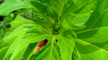 close up of green leaves