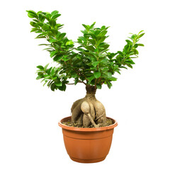 bonsai w doniczce