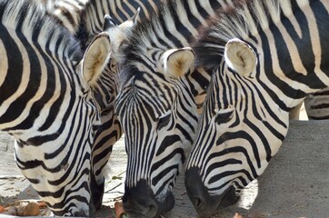Fototapeta na wymiar zebra in zoo