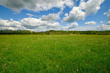 Niedermoor im Naturschutzgebiet Mainaue bei Augsfeld, Stadt Haßfurt, Landkreis Hassberge, Unterfranken, Franken, Bayern, Deutschland