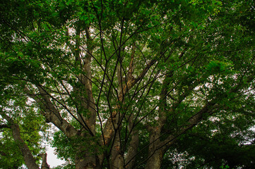 branches