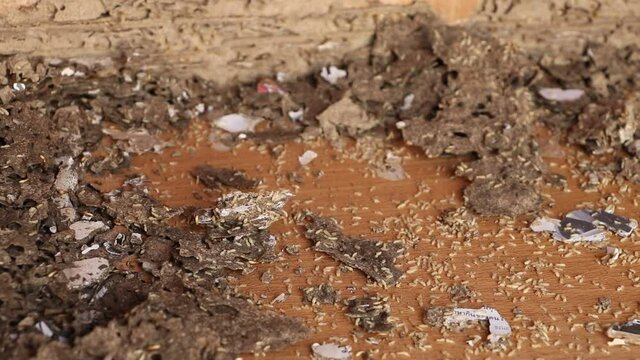 Isoptera, termites on wooden background