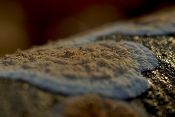Crust fungus