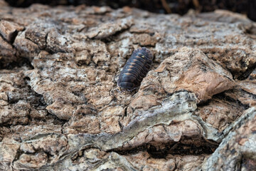 Isopod Cubaris species Platin crawling on marble.