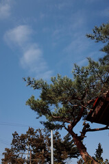 trees and sky