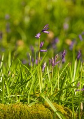 Bluebell Hyacinth non-scripta