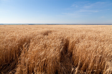 Golden wheat field in Ukraine.