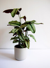 Closeup of the tropical and elegant Calathea majestica White Star plant (goeppertia majestica) with stripes of green and white, isolated on white background, modern interior, text space. Prayer plant.