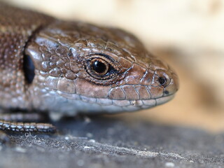 Lizard head extreme close-up