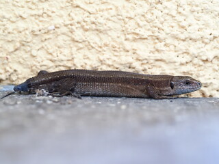 Lizard with no tail