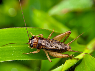 Velarifictorus micado is a cricket in the subfamily Gryllinae and tribe Modicogryllini. In malay called 