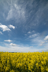 Cumulus clouds in the blue sky