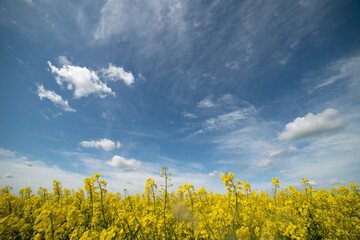 Yellow agriculture fields and clouds in the blue sky landscape