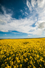 Obraz premium Yellow agriculture fields and clouds in the blue sky landscape