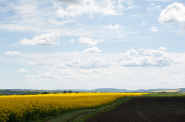 Yellow agriculture fields and clouds in the blue sky landscape