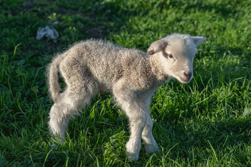 Fototapeta premium lamb