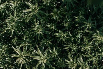 green plant with dew drops in vegetable garden and park