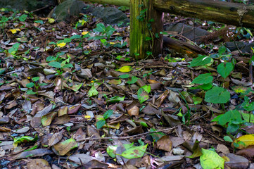 leaves in the ground