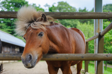 Obraz premium horse in stable
