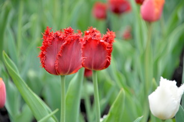 Obraz premium チューリップ、オタワ、カナダ