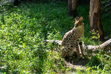Serval spotted african wild cat