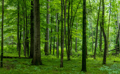Fototapeta na wymiar Lush green woodlands in summer time