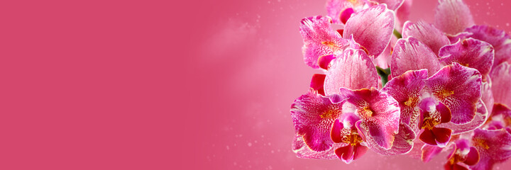 Floral banner with beautiful pink red peloric orchid flowers.