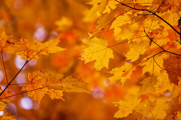 Bright colorful fall foliage of Maple leaves