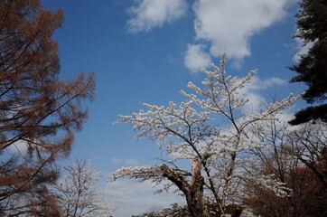 trees and sky