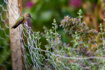hummingbird 