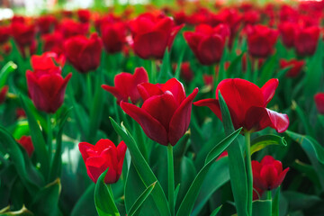 Beautiful red tulips of the Couleur Cardinal variety on a flowerbed in the park