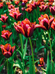 lovely burgundy tulips with orange edging on the flowerbed at the flower festival in the city park