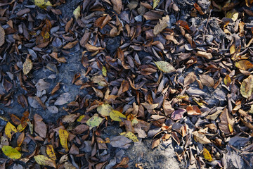 Leaf litter for fall or autumn season background.