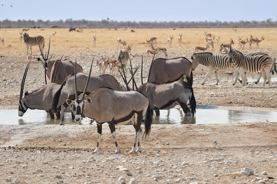 Large herd of wild safari animals drinking at waterhole, Etosha national park, Namibia