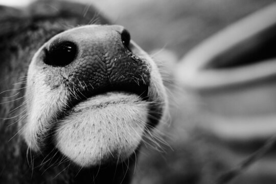 Baby cow nose boop close up with friendly calf on farm.
