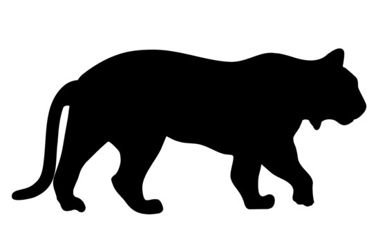 Tiger vector silhouette illustration isolated on white background. Walking Tiger silhouette side view. Big wild cat. Tattoo sign.