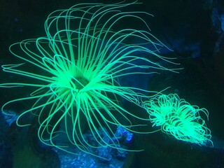 Obraz premium anémone la nuit