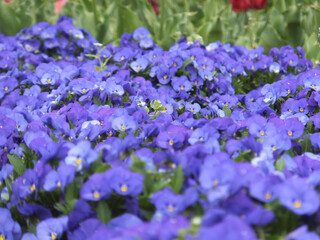 Fototapeta premium flowers in the garden