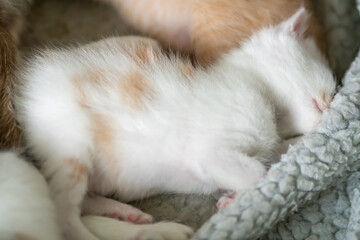 Fototapeta na wymiar Small fluffy white kitten with red spots is sleeping sweetly on a blanket close-up