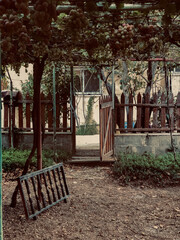 Garden landscape with grapes