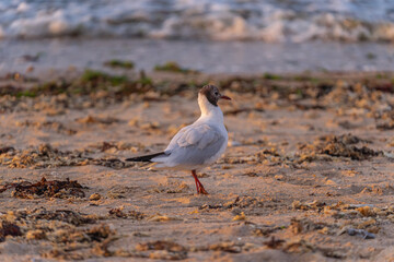 Luc-Sur-Mer, France - 08 05 2021: A seagull walking on the sea with sunlight