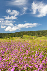 Naklejka na ściany i meble Blooming meadow in Tokaj region, Northern Hungary