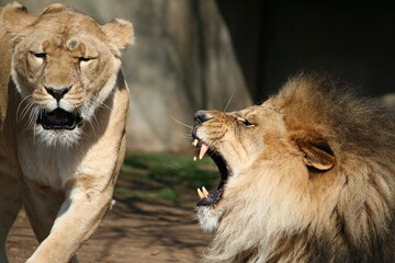Lion roaring at a Lioness