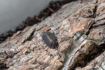 Isopod Cubaris species Platin crawling on marble.