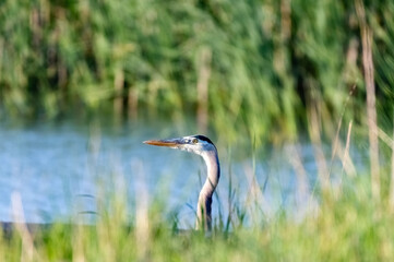 great blue heron