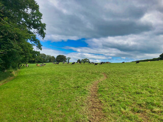 British cows in a grass field